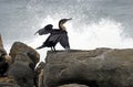 Cormorant off the coast of Tsitsikamma, South Africa Royalty Free Stock Photo