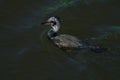 Cormorant - beautiful swimmer and hunter Royalty Free Stock Photo