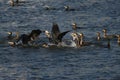 Cormorant - beautiful swimmer and hunter Royalty Free Stock Photo