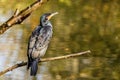 Cormorant perched on a branch above water Royalty Free Stock Photo