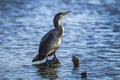 Cormorant perched on a log fishing in a Surrey pond