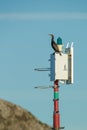 Cormorant Perched on a Navigation Light.