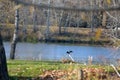 Cormorant perched on a pole