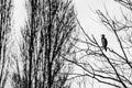 Cormorant perched in a tree at winter sunset Royalty Free Stock Photo
