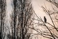 Cormorant perched in a tree at winter sunset Royalty Free Stock Photo