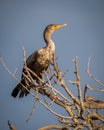 Cormorant perches on leafless tree Royalty Free Stock Photo