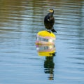 Cormorant perching on yellow buoy on lake Royalty Free Stock Photo