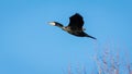 Cormorant