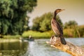 Cormorant Phalacrocorax auritus in Danube Delta Romania