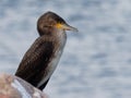 Cormorant - Phalacrocorax carbo