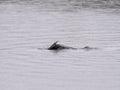 Cormorant in the rain Royalty Free Stock Photo