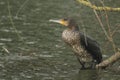 A Cormorant Phalacrocorax carbo perched on a branch of a tree over a river during a snowstorm. Royalty Free Stock Photo