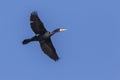 Cormorant Phalacrocorax carbo