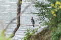 A Cormorant, Phalacrocorax carbo perched on a tree in the rain Royalty Free Stock Photo