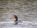 Cormorant in the rain Royalty Free Stock Photo