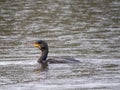 Cormorant in the rain Royalty Free Stock Photo