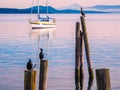 Cormorant on piles at the shore. Sidney, BC, Vancouver Island, C