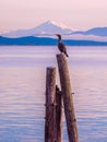 Cormorant on piles at the shore. Sidney, BC, Vancouver Island, C Royalty Free Stock Photo