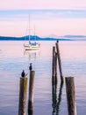 Cormorant on piles at the shore. Sidney, BC, Vancouver Island, C Royalty Free Stock Photo