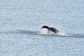 Cormorant Playing with Water 3