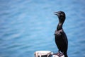 Cormorant on the pole