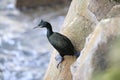 Cormorant portrait fishing