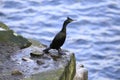 Cormorant portrait fishing