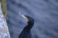 Cormorant portrait fishing