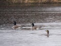 Cormorant in the rain Royalty Free Stock Photo