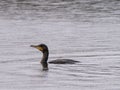 Cormorant in the rain Royalty Free Stock Photo