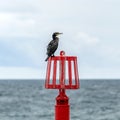 Cormorant on a red post off shore Royalty Free Stock Photo