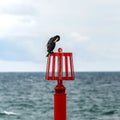 Cormorant on a red post off shore Royalty Free Stock Photo