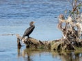 Cormorant and Reddish Egret Birds Royalty Free Stock Photo