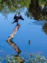 Cormorant on a Reflecting Tree Trunk Royalty Free Stock Photo