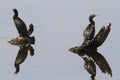 Cormorant Reflections Royalty Free Stock Photo