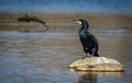 Cormorant relaxes on stone 