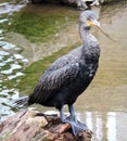 Cormorant resting on rocks Maryville Tennessee