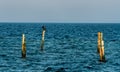 Resting cormorant sitting on a pole near the coast.