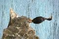 Cormorant on rock Royalty Free Stock Photo