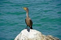 Cormorant on a rock