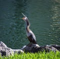 Cormorant on a rock Royalty Free Stock Photo