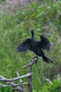 cormorant sea bird dryin