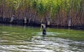 Cormorant sea bird eating an eel a series of 5 pictures Royalty Free Stock Photo