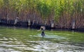 Cormorant sea bird eating an eel a series of 5 pictures Royalty Free Stock Photo