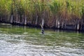 Cormorant sea bird eating an eel a series of 5 pictures Royalty Free Stock Photo