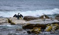 Cormorant and sea gull on ocean rocks