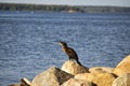 A cormorant seabird