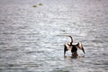 Cormorant Seabird at Vembanad Lake Bird Sanctuary Royalty Free Stock Photo