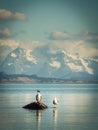 Cormorant and seagull land in a rock in Puerto Natales Royalty Free Stock Photo