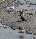 Cormorant Shag?, on gravel in a calm, sunny river. Royalty Free Stock Photo